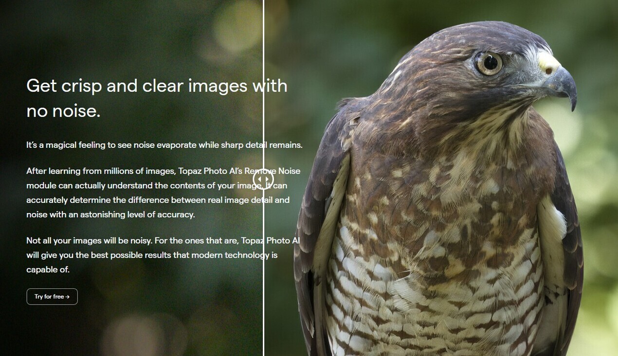 Topaz Photo AI gallery image