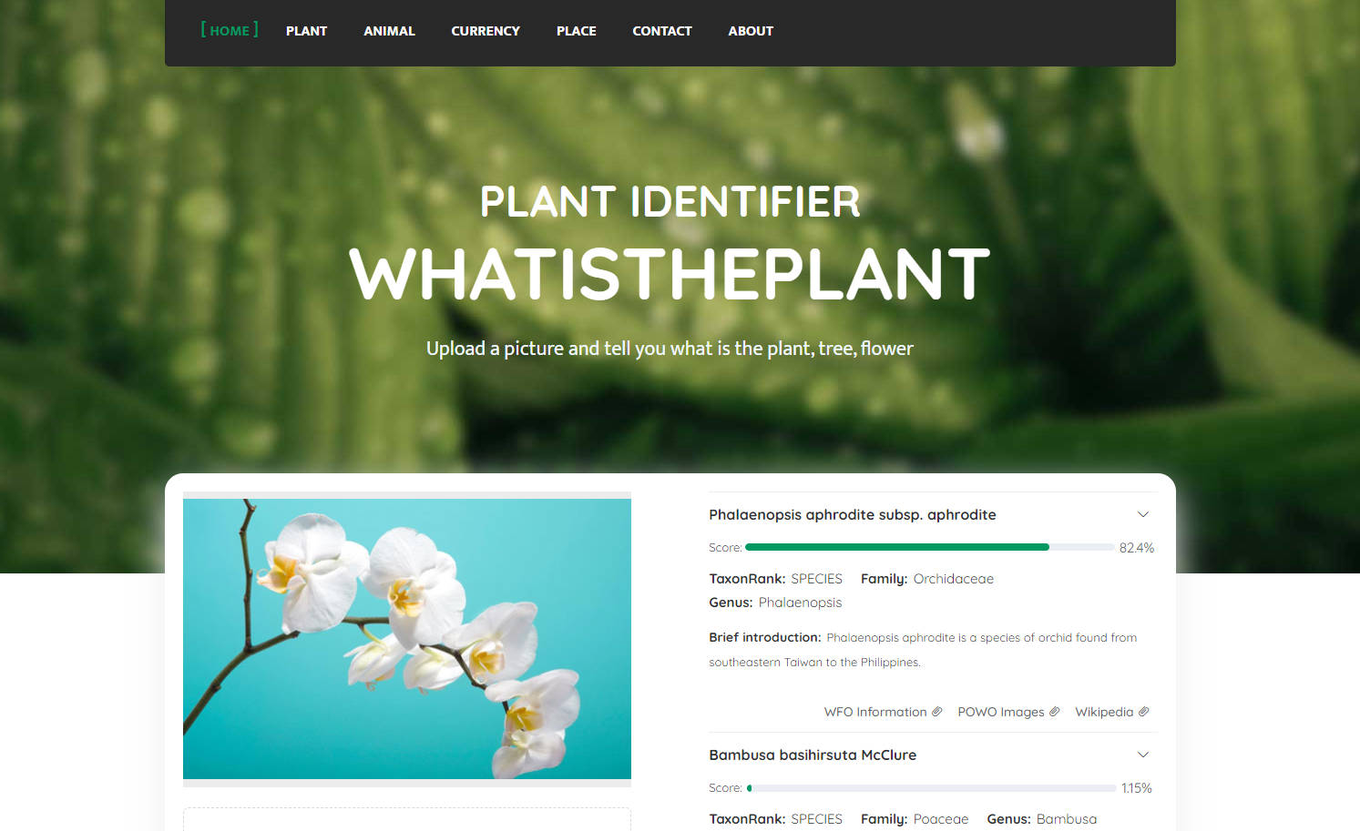 Whatistheplant gallery image