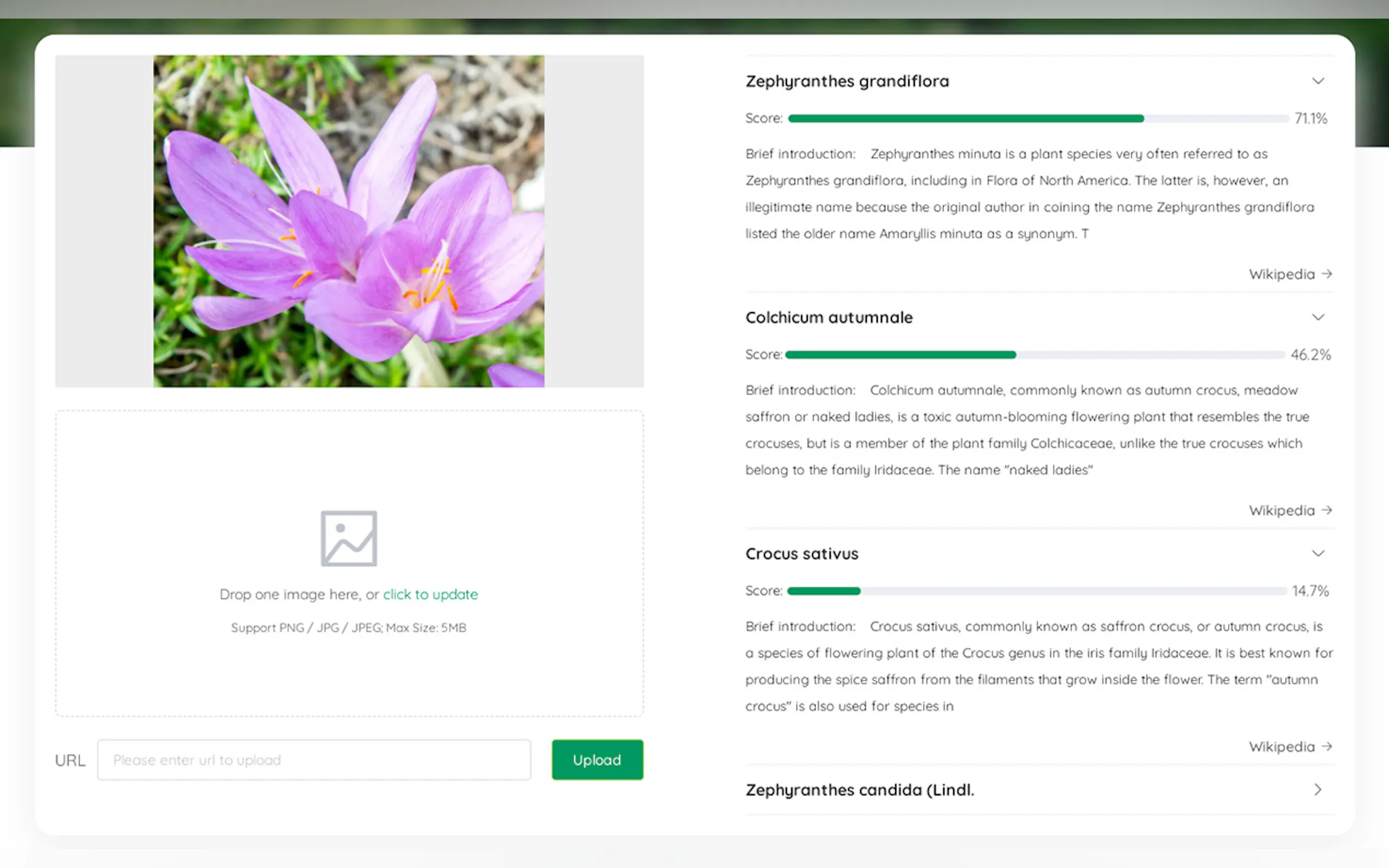 Whatistheplant gallery image