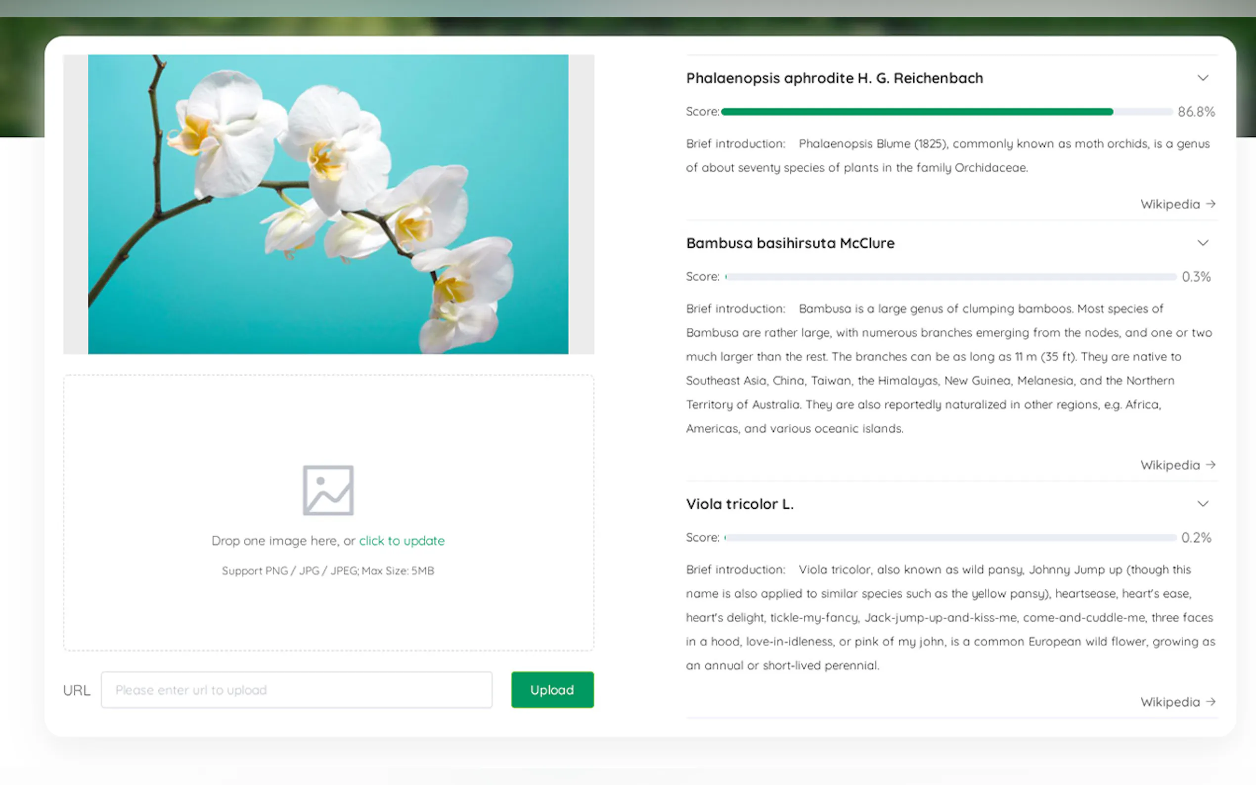 Whatistheplant gallery image