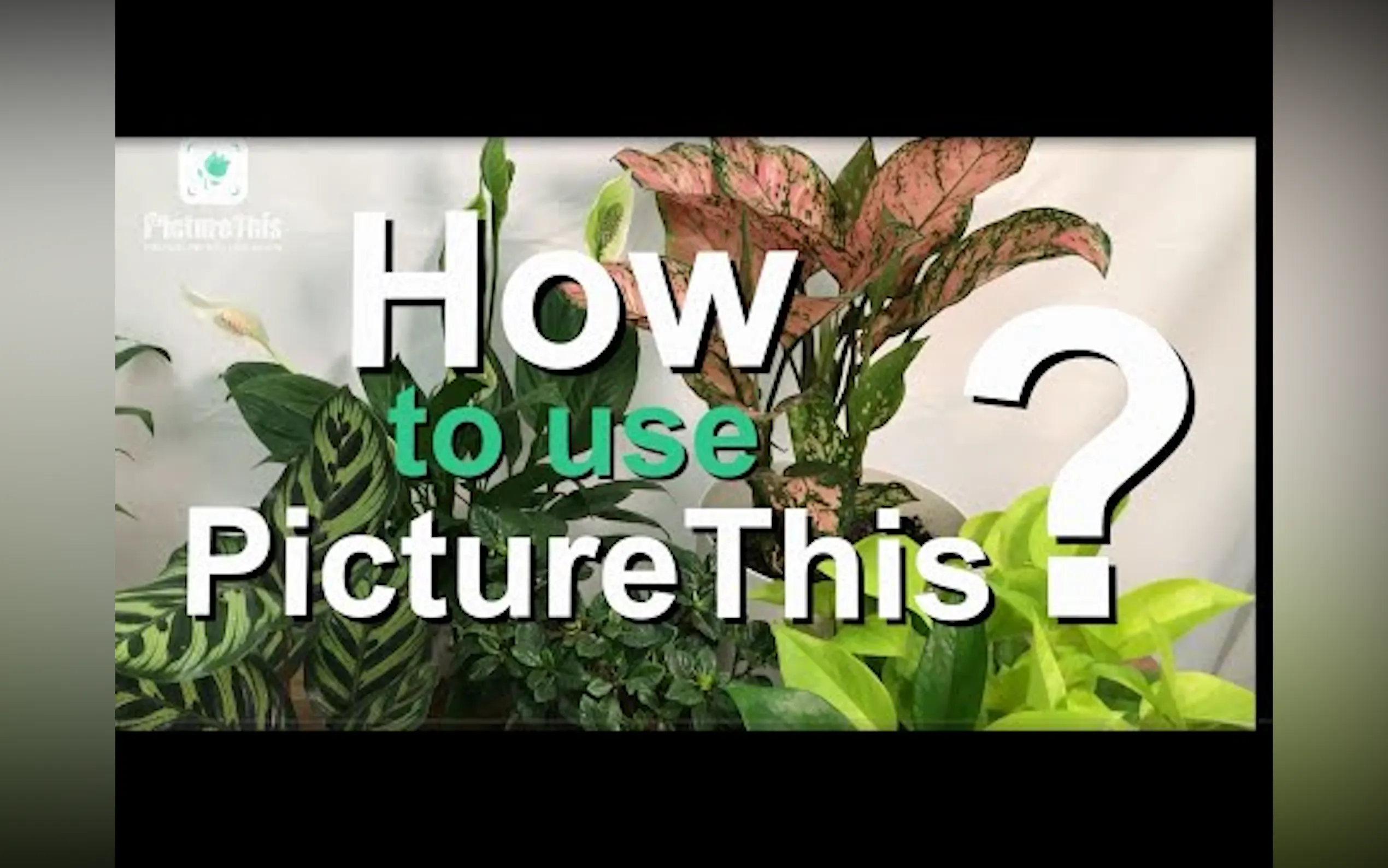 PictureThis gallery image