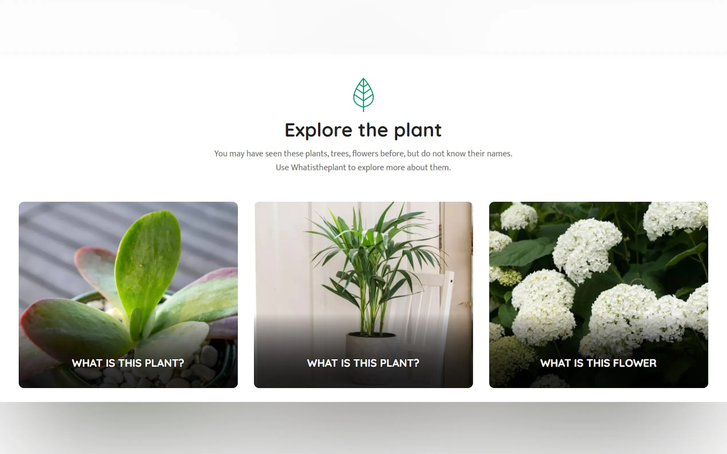 Whatistheplant gallery image