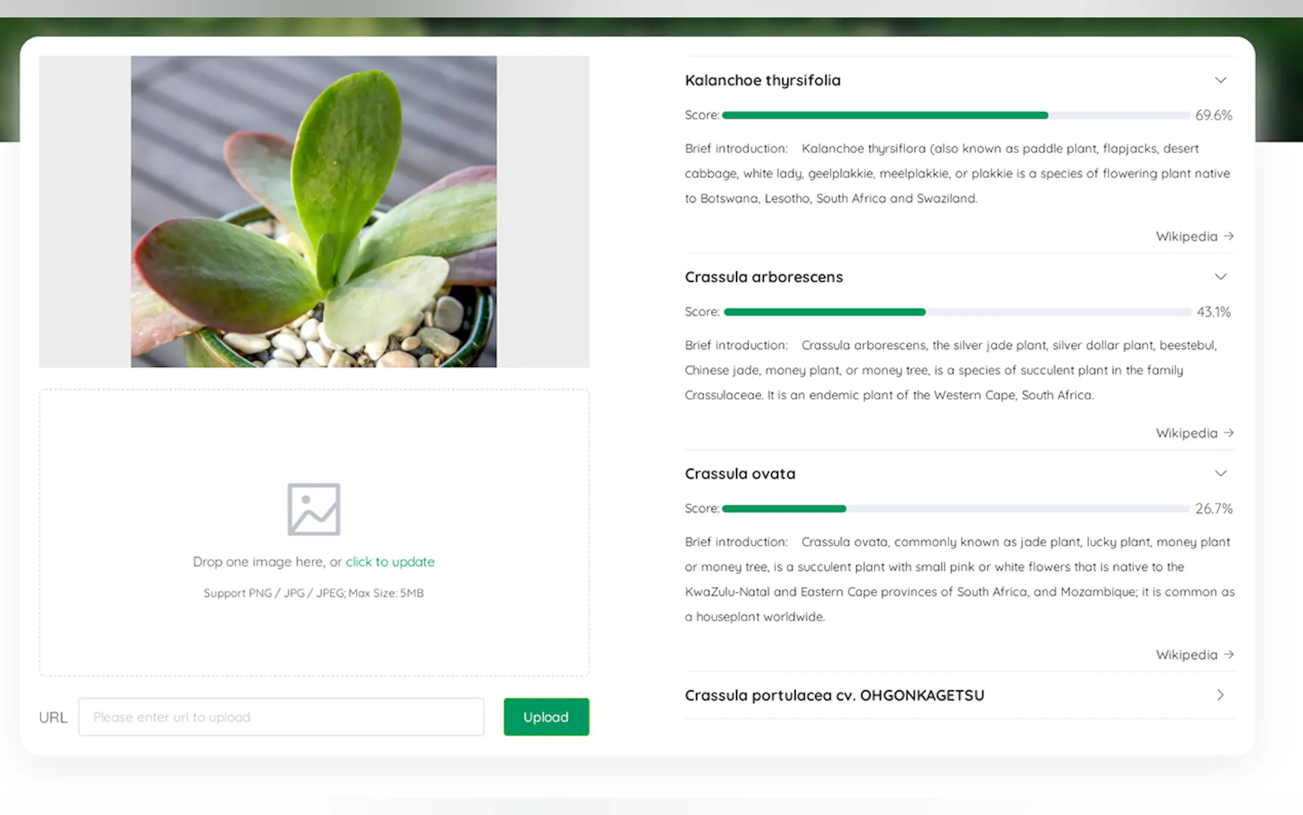 Whatistheplant gallery image