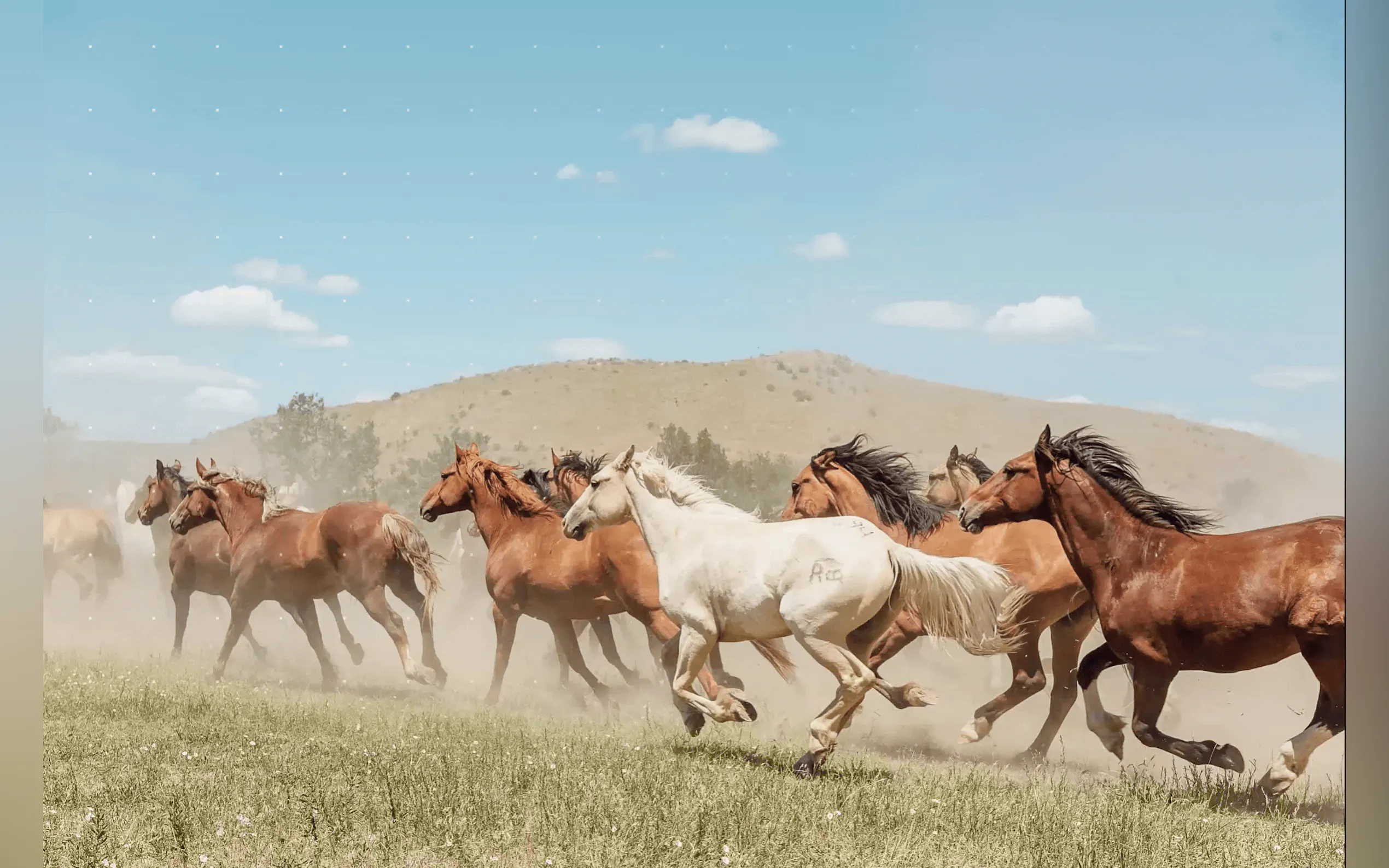 Segment Anything gallery image