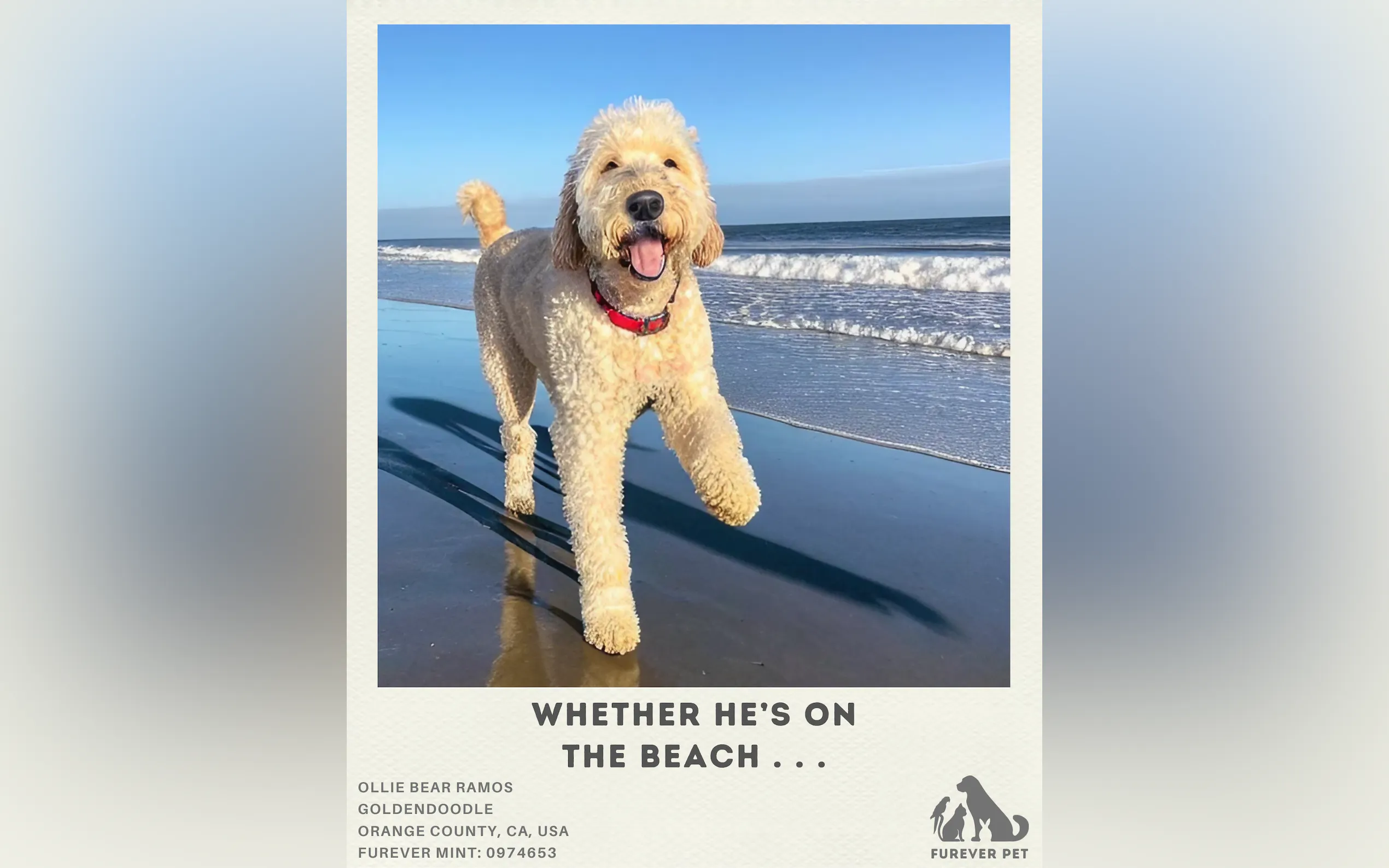 FUREVER PET gallery image