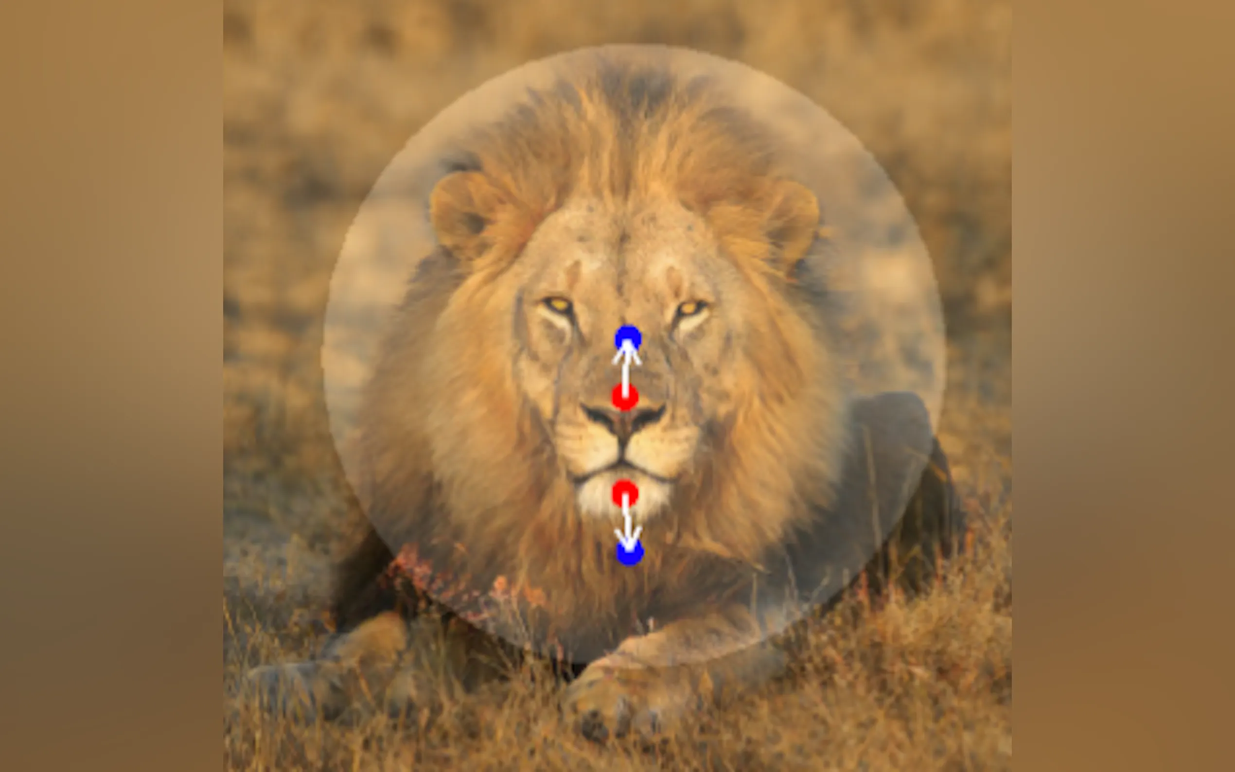 DragGAN gallery image